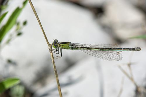 Réf. 257 113 : Ischnura pumilio